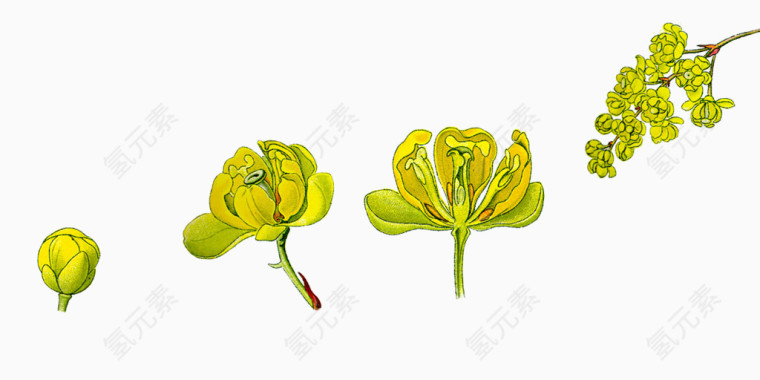 花 花的盛开过程