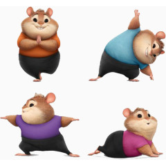 练瑜伽的荷兰猪