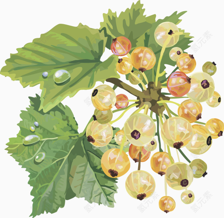 水果矢量图灯笼果