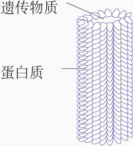 烟草花叶病毒