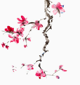 梅树上的花朵