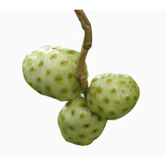 树枝上的诺丽果