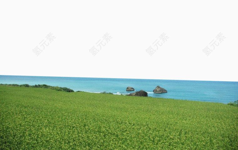 海边的绿色