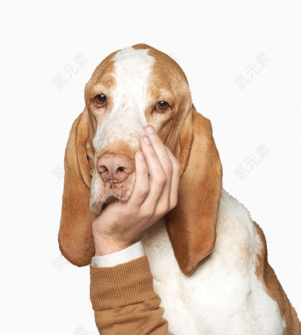 托着下巴的猎狐犬