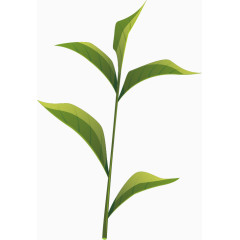 矢量茶叶