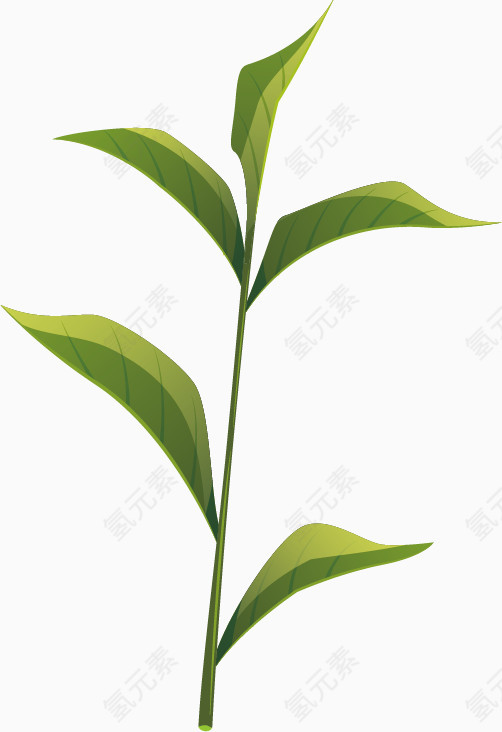 矢量茶叶