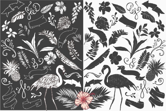 鸟类混合背景图片