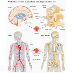 人体造血干细胞