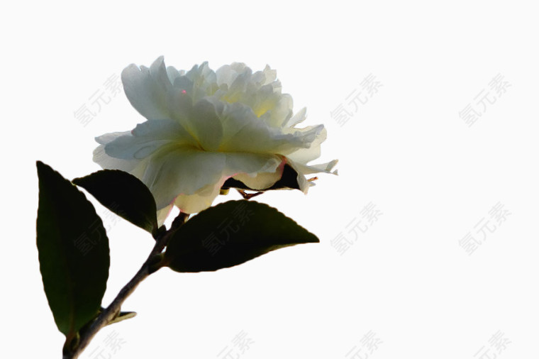 白色茶花