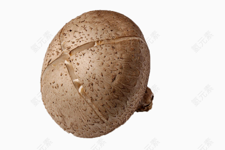蘑菇