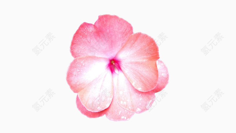 心形花瓣粉色花朵