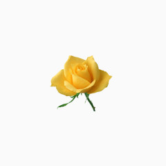 美丽花卉