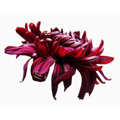 墨菊花卉图片素材