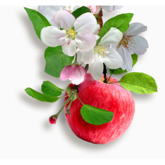 在鲜花下的苹果