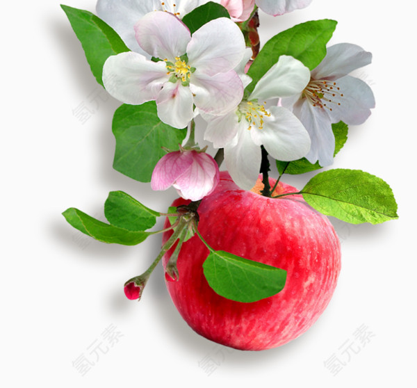 在鲜花下的苹果