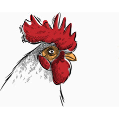 矢量手绘新年元旦白色公鸡