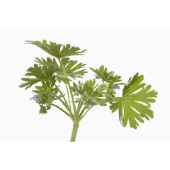 天竺葵特写图片