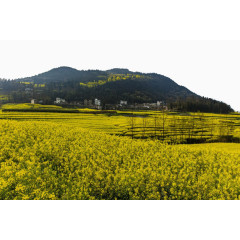 云南罗平油菜花风景