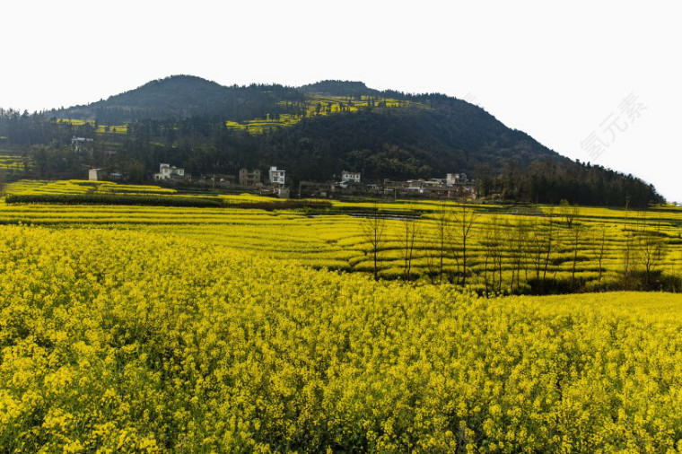 云南罗平油菜花风景