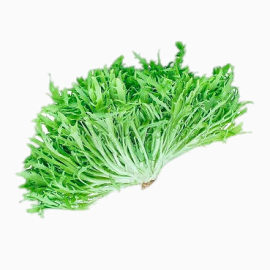 越南香菜