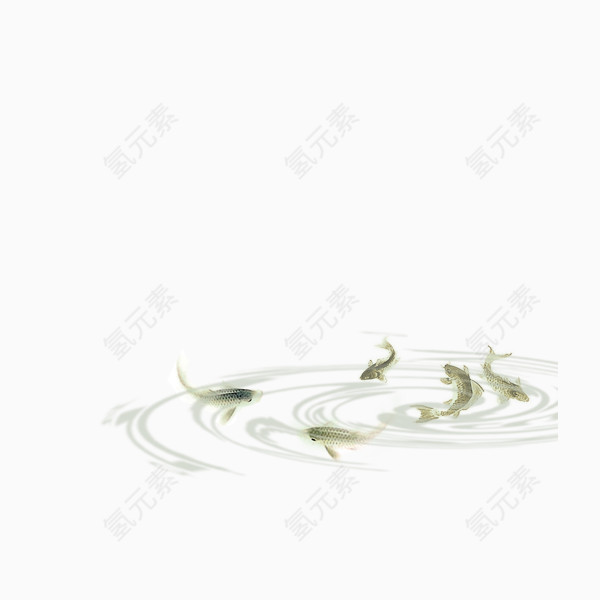 中国风水墨鲤鱼