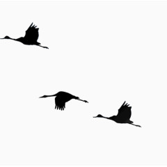 黑色矢量飞翔小鸟