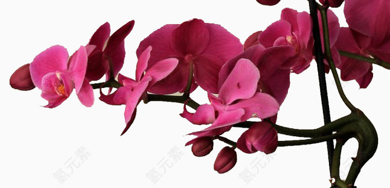 鲜花桃花