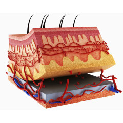 皮肤表层细胞模型