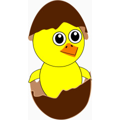 小鸡