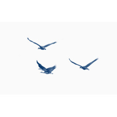 蓝色飞鸟装饰