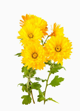 黄色的菊花