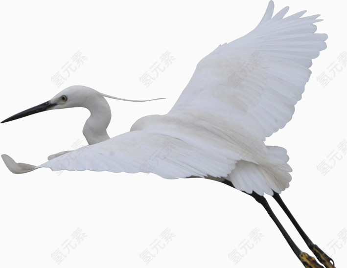 展翅的白鸟鹤免抠素材