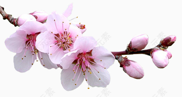 粉红色梅花