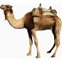 沙漠之舟骆驼