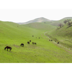 草原上的马匹