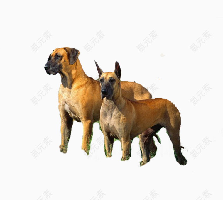 两只土狗