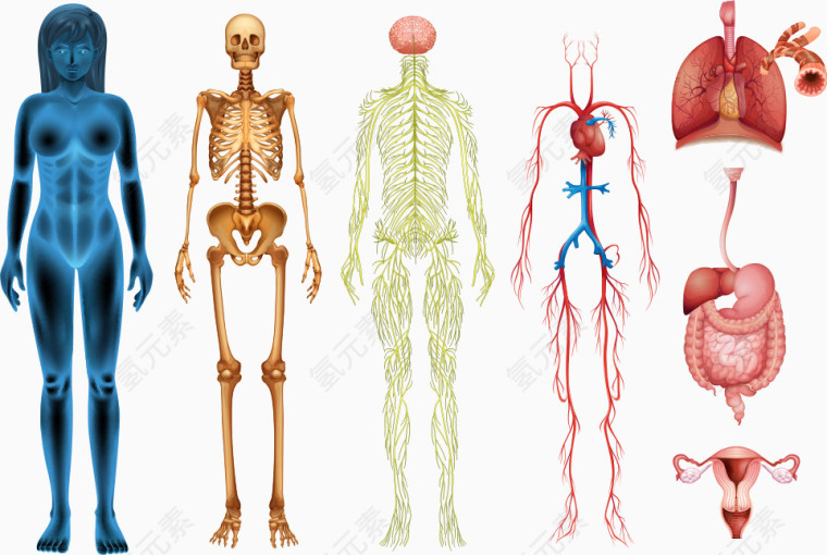矢量彩色人体结构