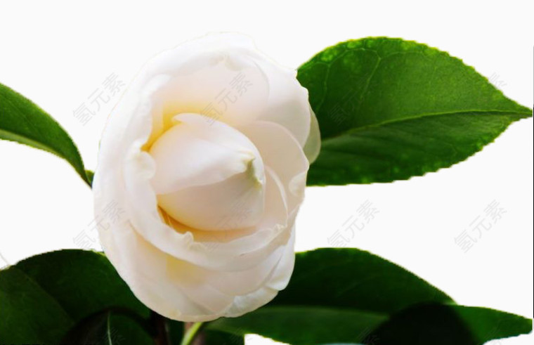 白色茶花