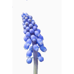 紫色葡萄风信子图片