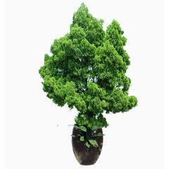 清新绿植园林盆栽素材