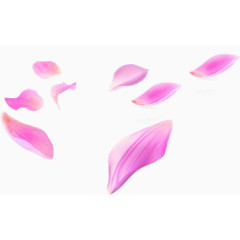 唯美精美漂浮花瓣