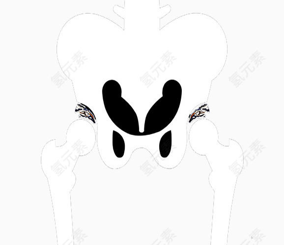 白色骨架