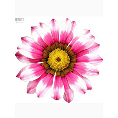 盛开的花朵矢量图