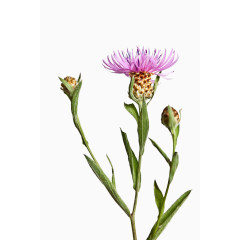 粉紫色矢车菊免抠素材