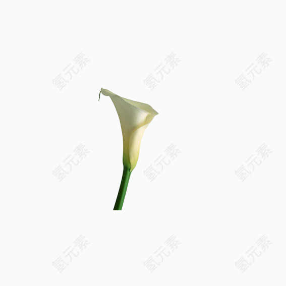 美丽花卉