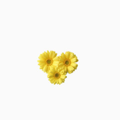 美丽花卉