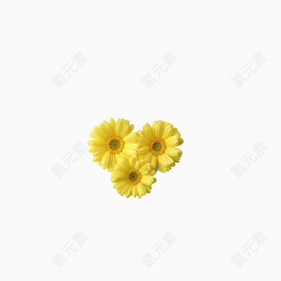 美丽花卉