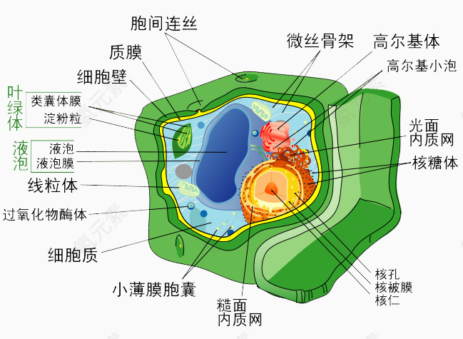 生物学细胞分解图