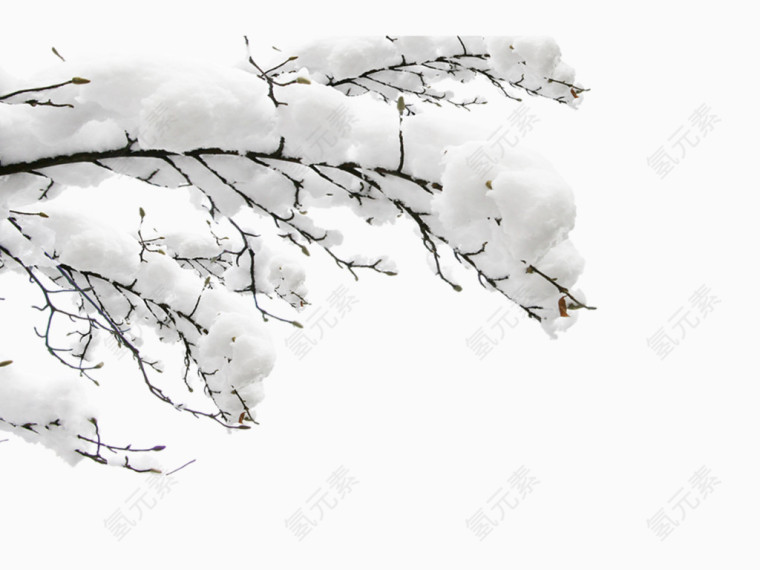 雪中白色树枝