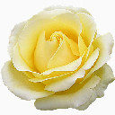 玫瑰花图标下载